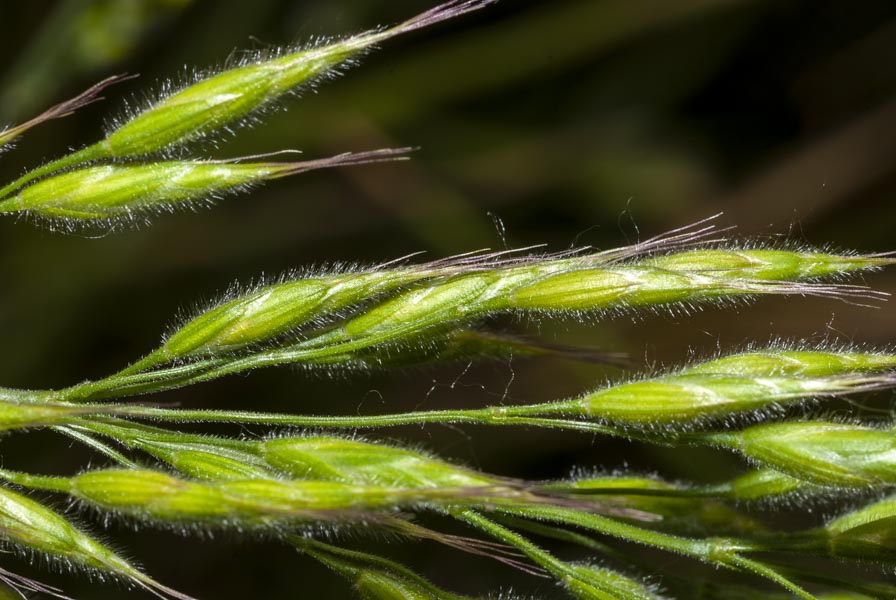 Bromus ?  S, Bromus hordeaceus